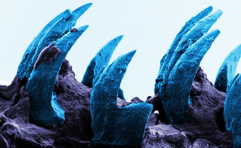 Limpet teeth have more 'muscle' than spider silk!!