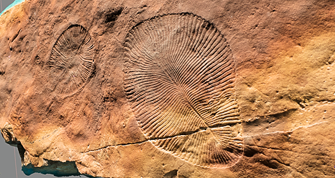 Dickinsonia Fossils...animal or vegetable?